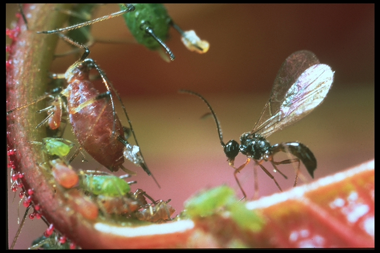 Aphidius ervi