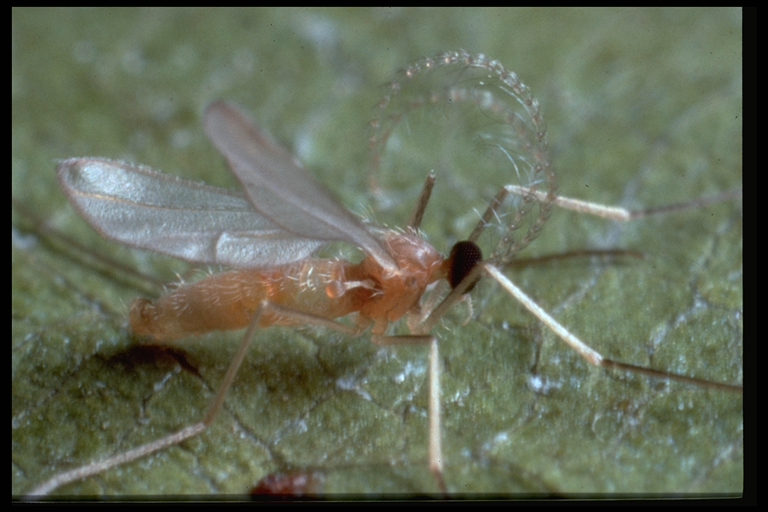 Aphidoletes aphidimyza - galmyg