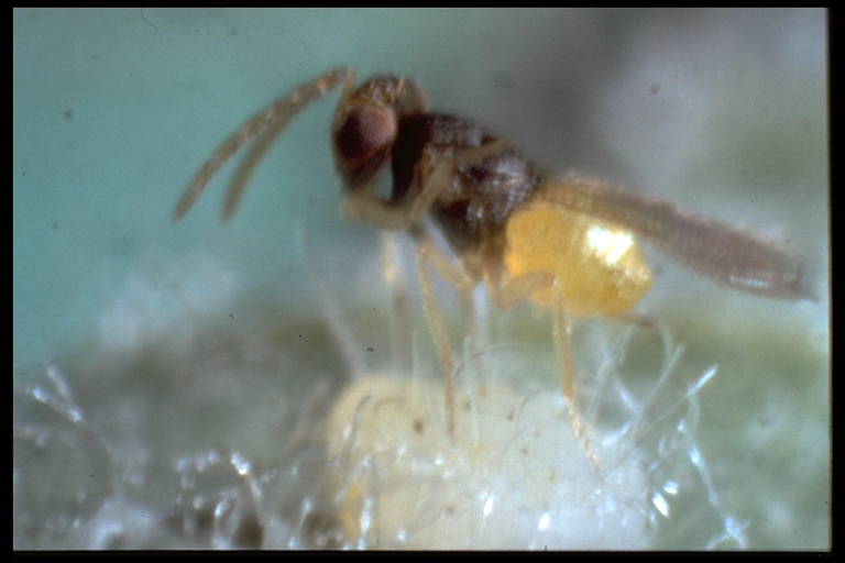 Encarsia formosa