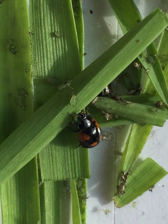 Adalia adult