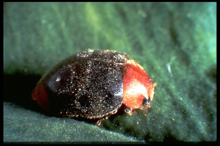 Cryptolaemus adult