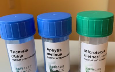 Nye parasitoider (skjoldlus snyltehvepse) mod flere arter skjoldlus