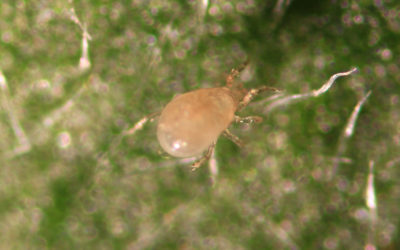 Typhlodromips swirskii (Amblyseius swirskii) 50.000 og 125.000 strø
