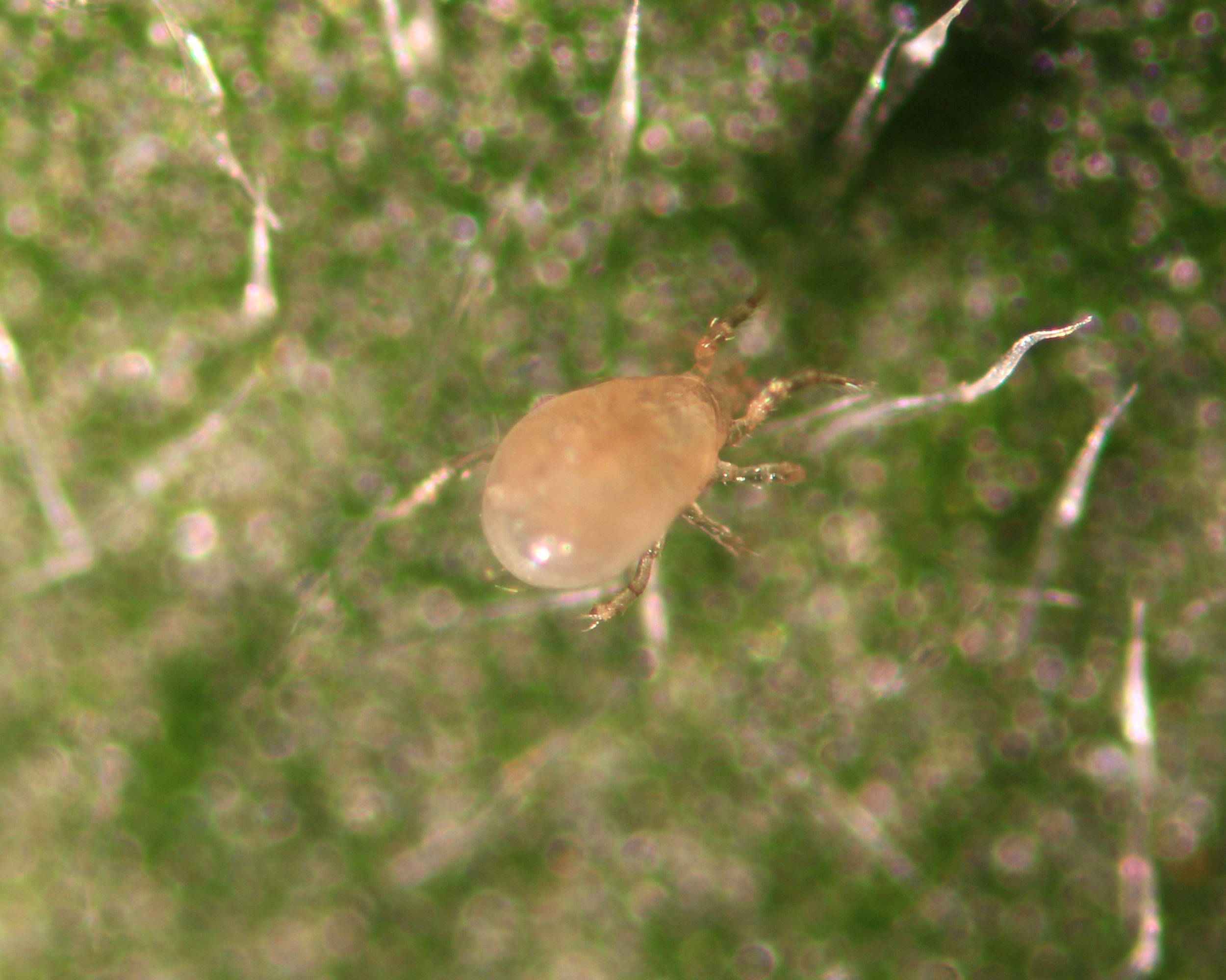 Amblyseius swirskii