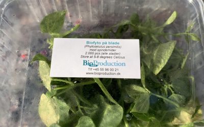 Rovmider (Phytoseiulus persimilis) på bønneblade til bekæmpelse af spindemider (500 og 2.000 stk.)
