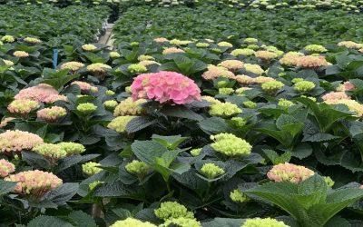 Biologisk bekæmpelse i Hortensia (Hydrangea)