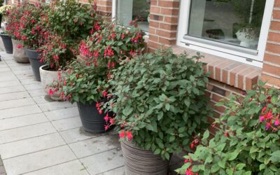 BioFras giver fine Fuschia