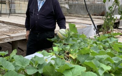 BioFras giver fine store meloner