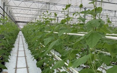 Hypoaspis (Stratiolaelaps scimitus) “jordrovmide” i agurker til trips bekæmpelse